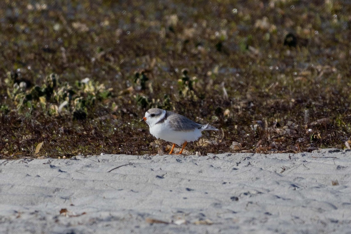 Piping Plover - Lucas Pittman