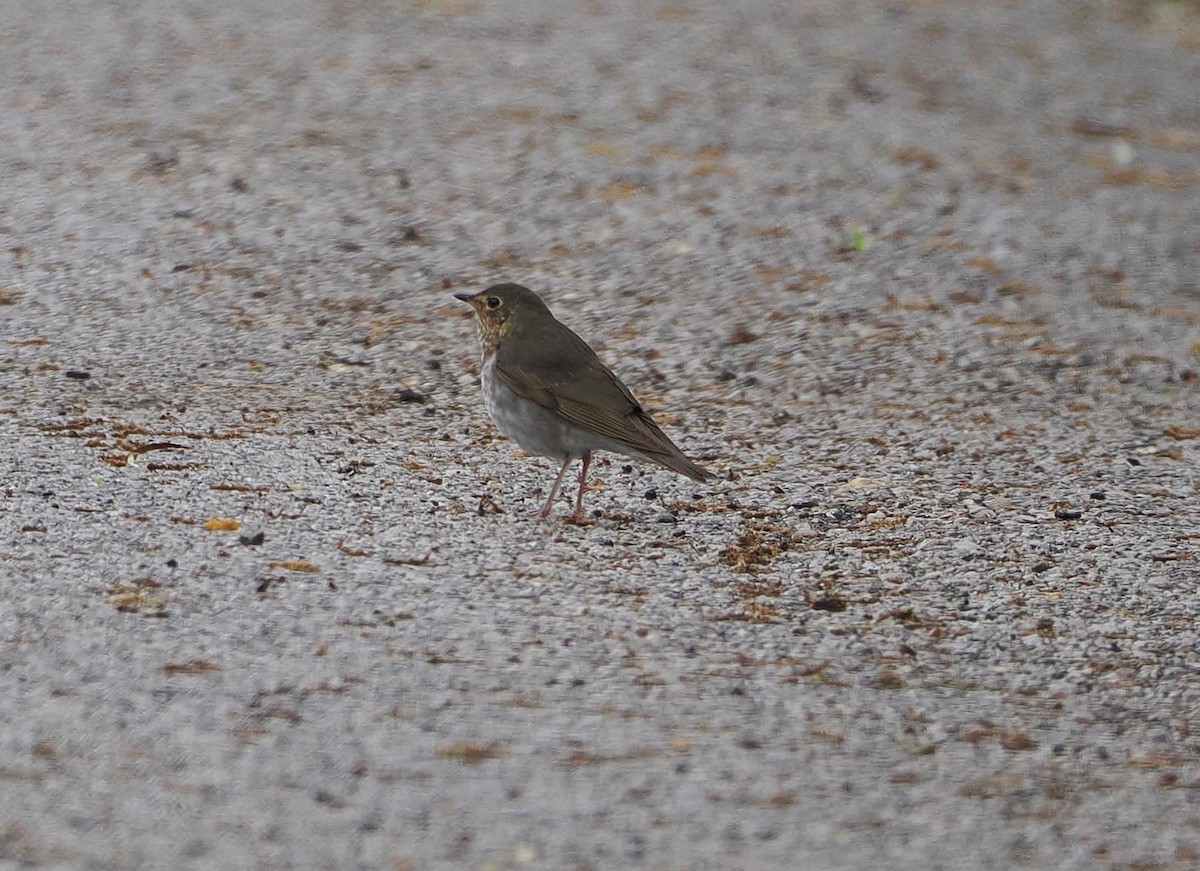 Swainson's Thrush - ML635065649
