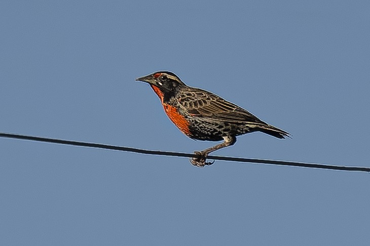 Peruvian Meadowlark - ML635065711