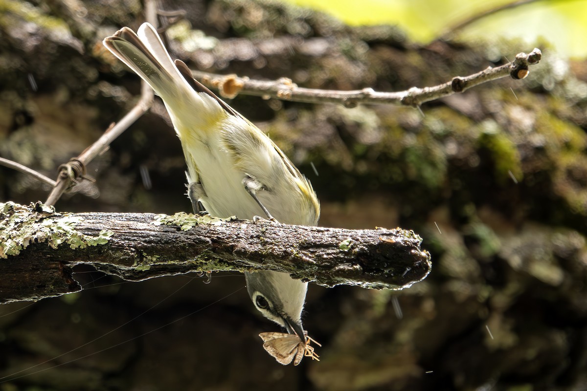 Blue-headed Vireo - Vic Laubach