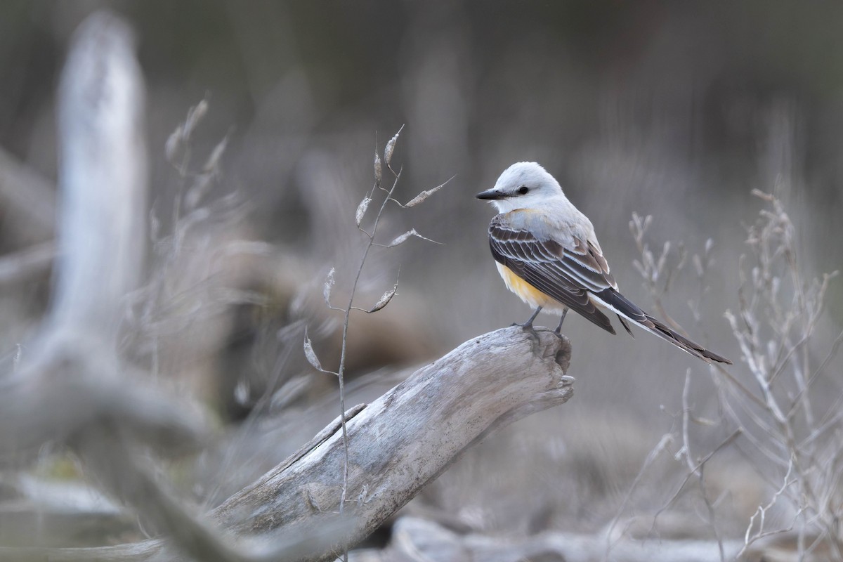 Scissor-tailed Flycatcher - ML635065866