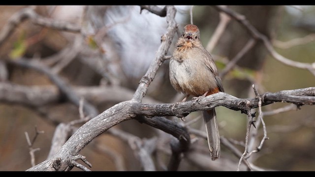 Canyon Towhee - ML635065906