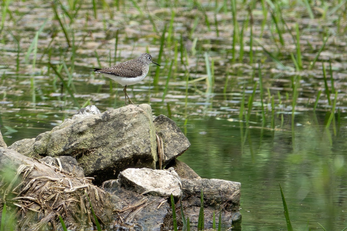 Solitary Sandpiper - ML635065909