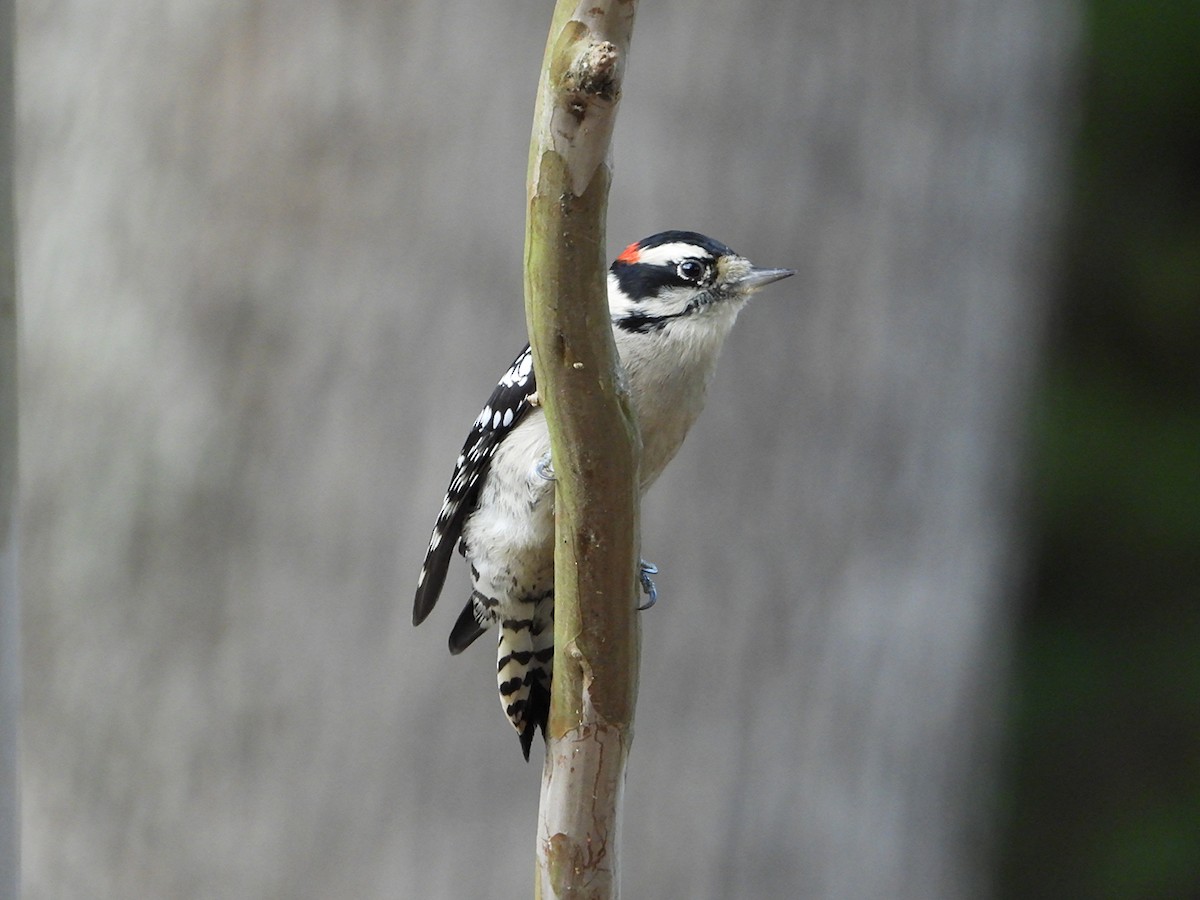 Downy Woodpecker - ML635065924