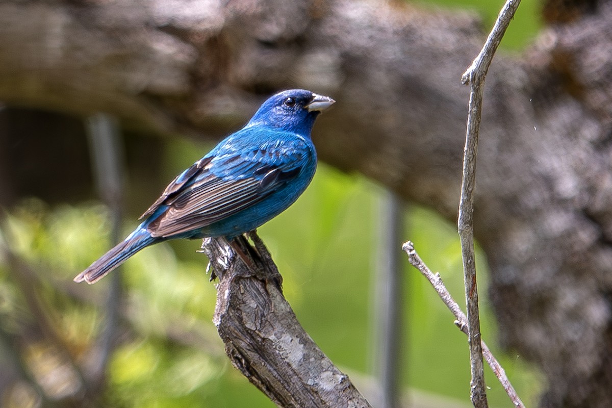 Indigo Bunting - ML635065927
