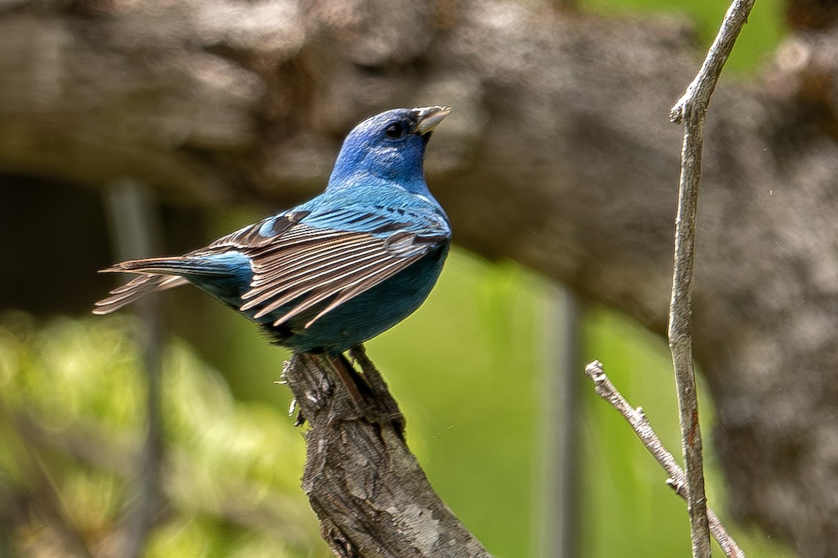 Indigo Bunting - ML635065928