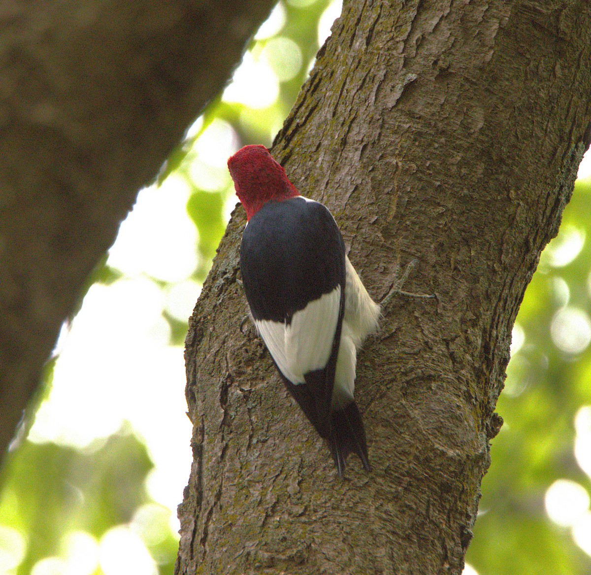 Red-headed Woodpecker - ML635065951