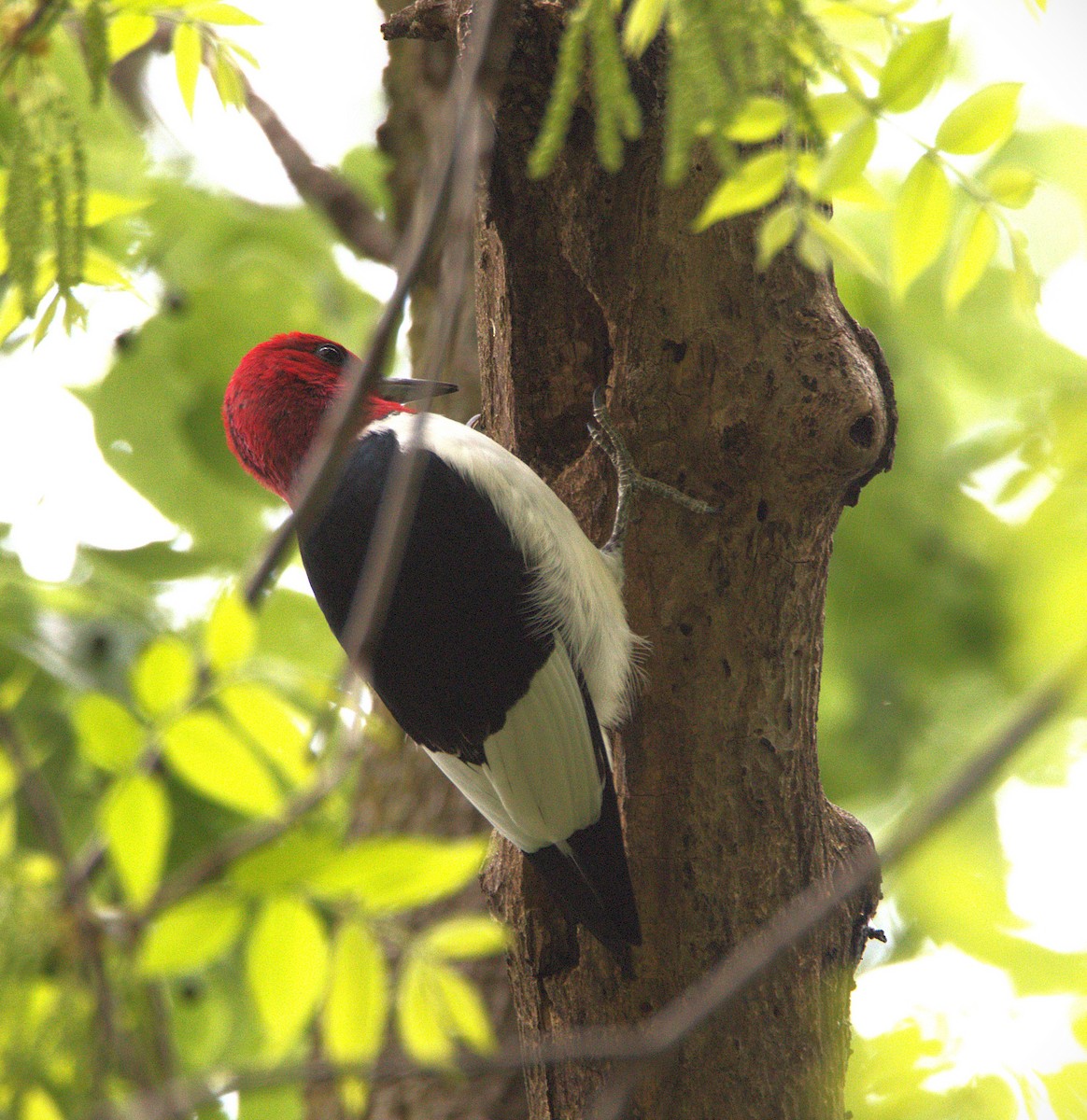 Red-headed Woodpecker - ML635065952