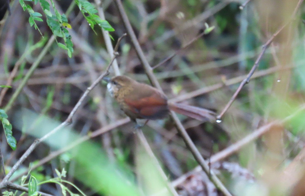 Stripe-breasted Spinetail - ML635065969