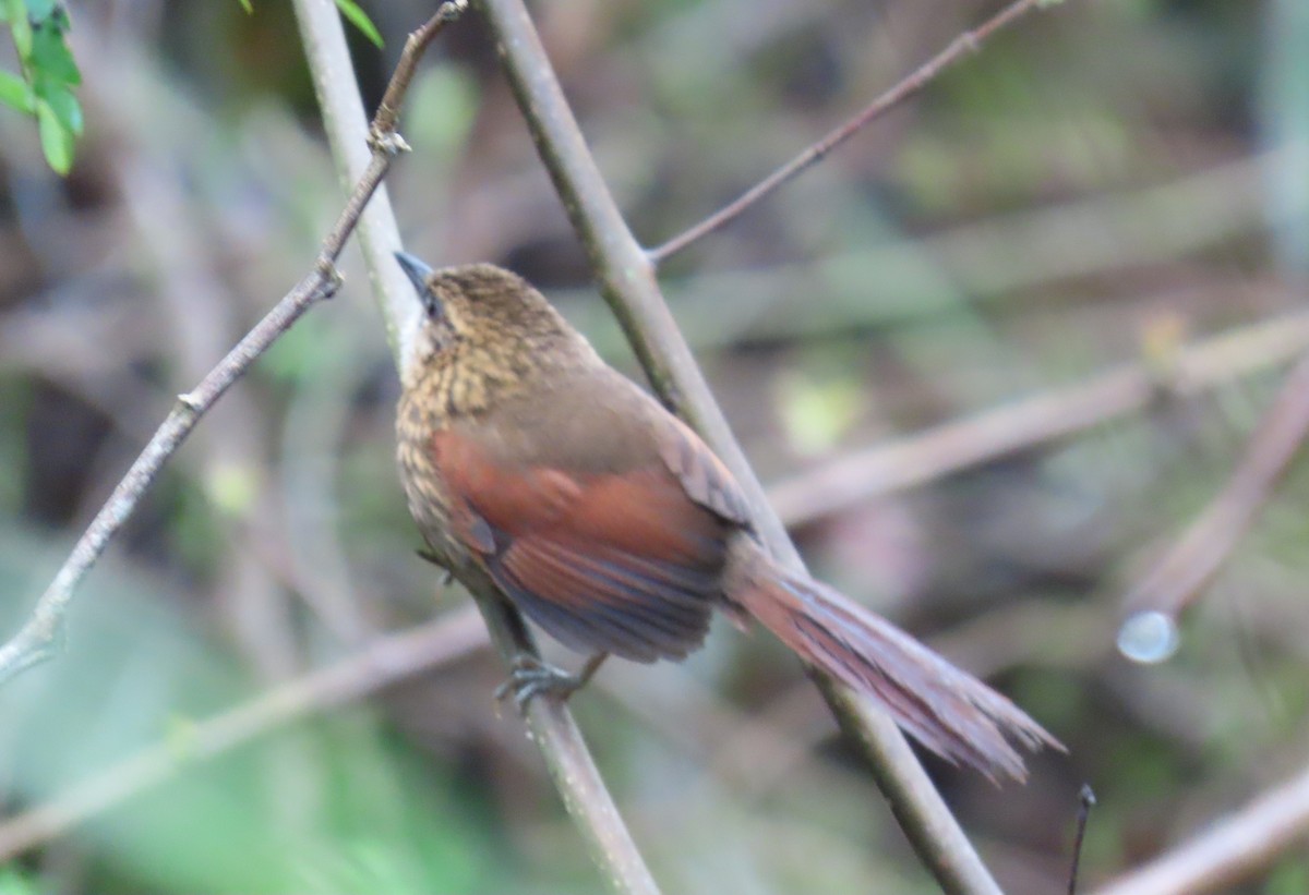 Stripe-breasted Spinetail - ML635065970