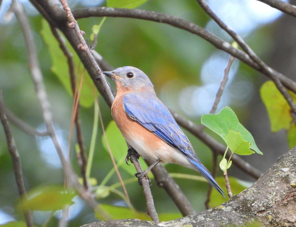 Eastern Bluebird - ML635066017