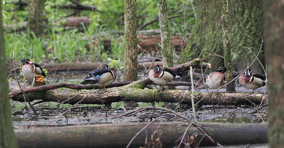 Wood Duck - ML635066171