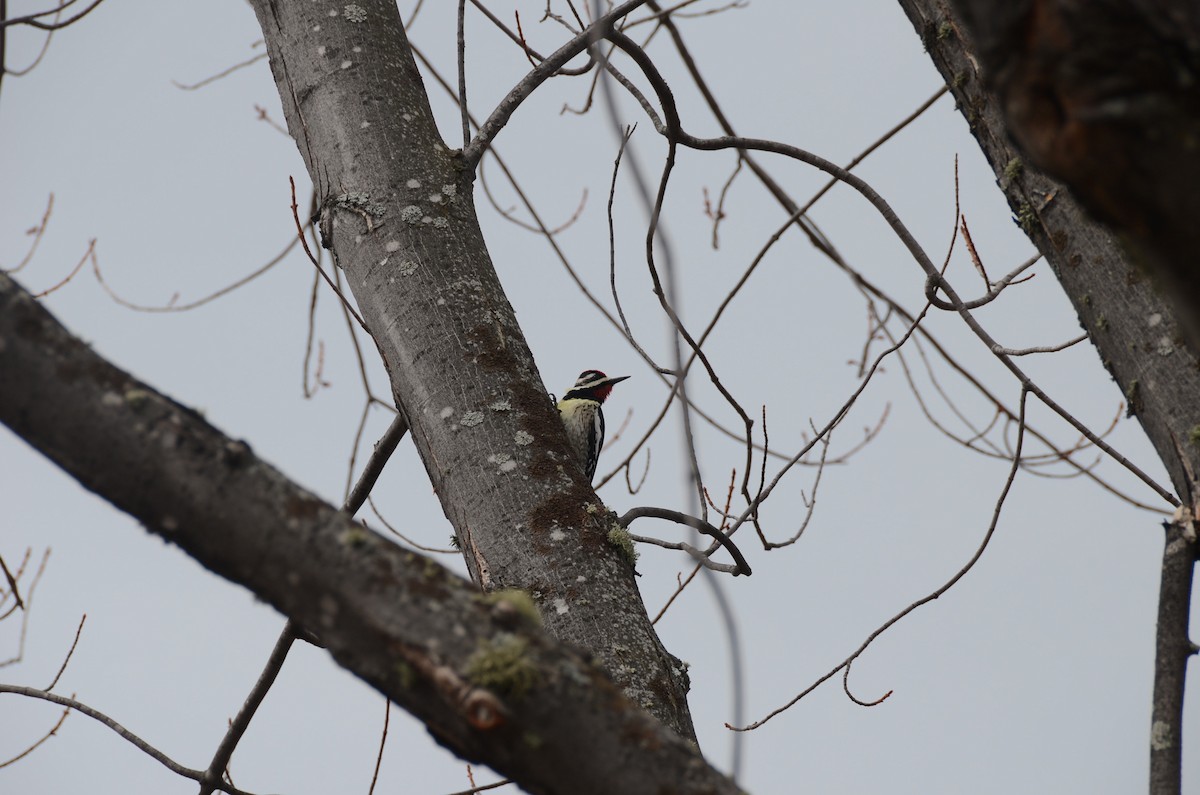 Yellow-bellied Sapsucker - ML635066240
