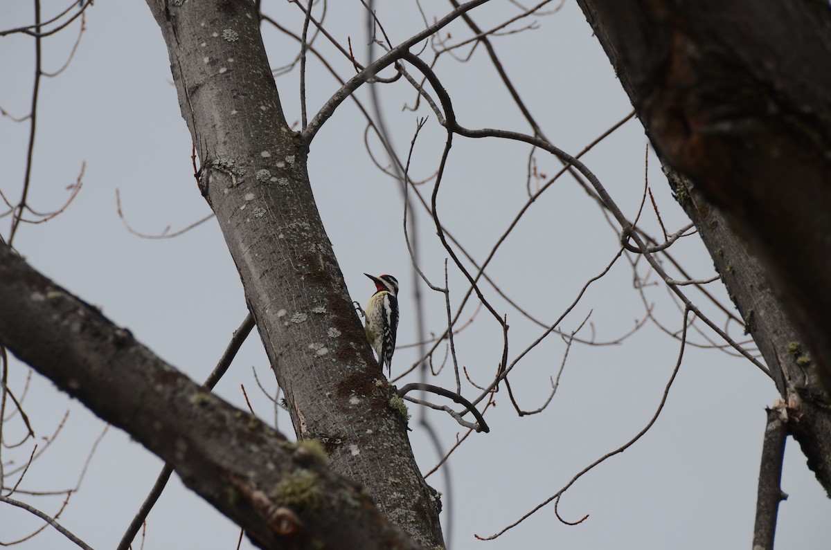 Yellow-bellied Sapsucker - ML635066241