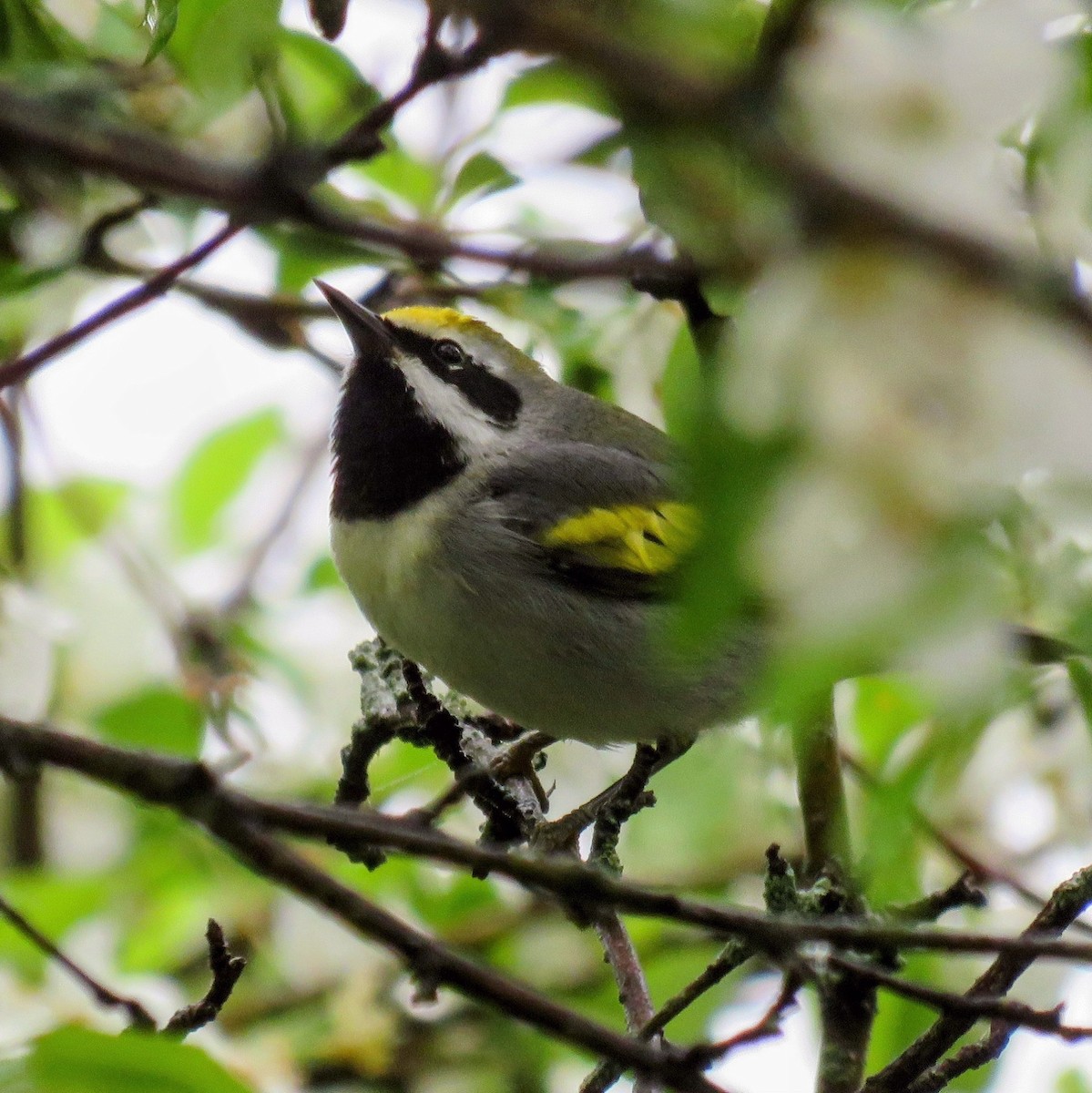 Golden-winged Warbler - ML635066266