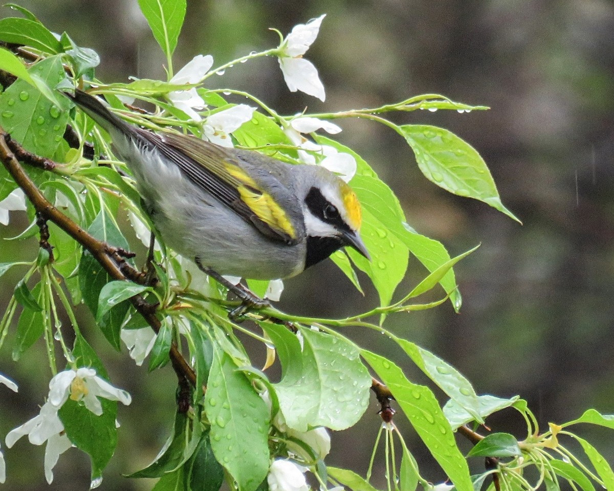 Golden-winged Warbler - ML635066267
