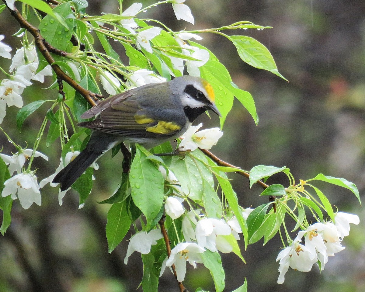 Golden-winged Warbler - ML635066268