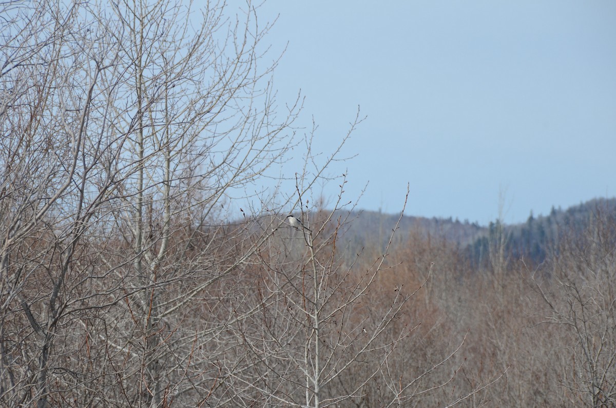 Loggerhead Shrike - ML635066343