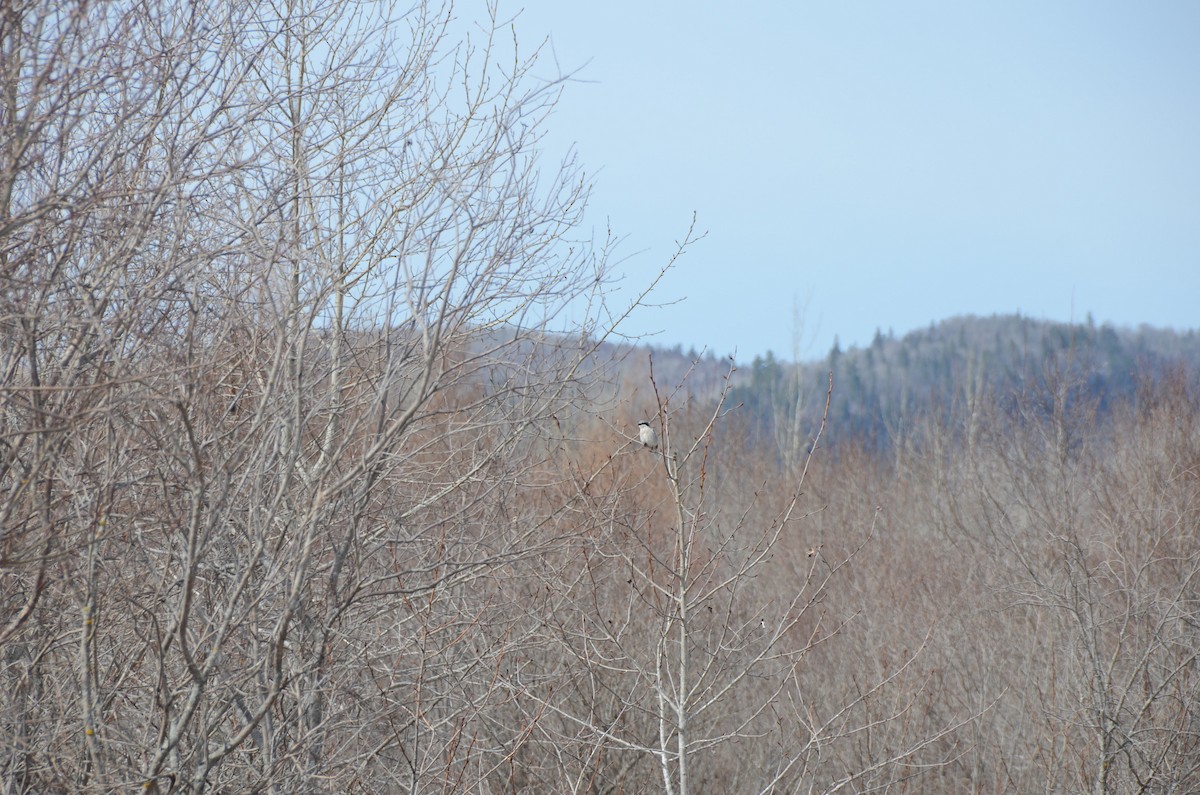 Loggerhead Shrike - ML635066344