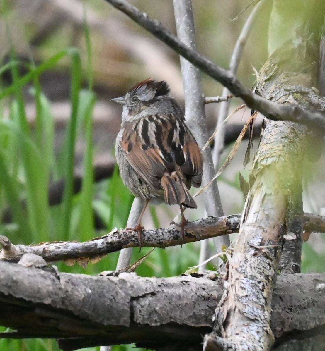 Swamp Sparrow - ML635066380