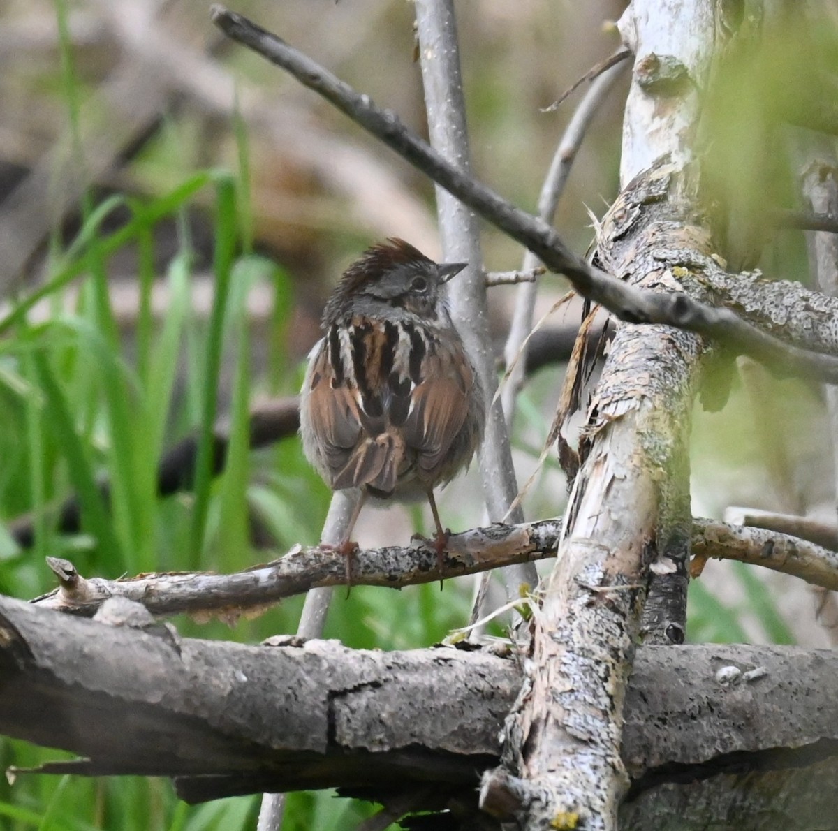 Swamp Sparrow - ML635066381
