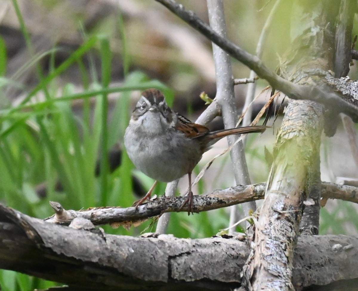 Swamp Sparrow - ML635066382
