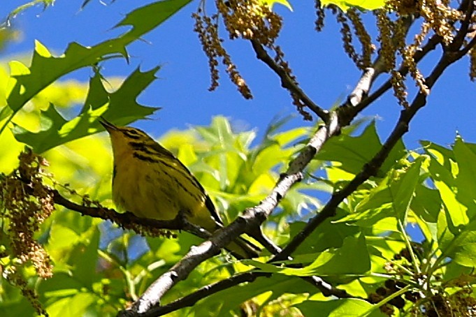 Prairie Warbler - ML635066498