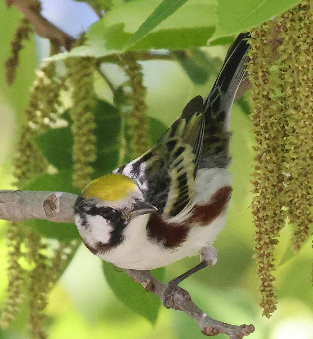 Chestnut-sided Warbler - ML635066542