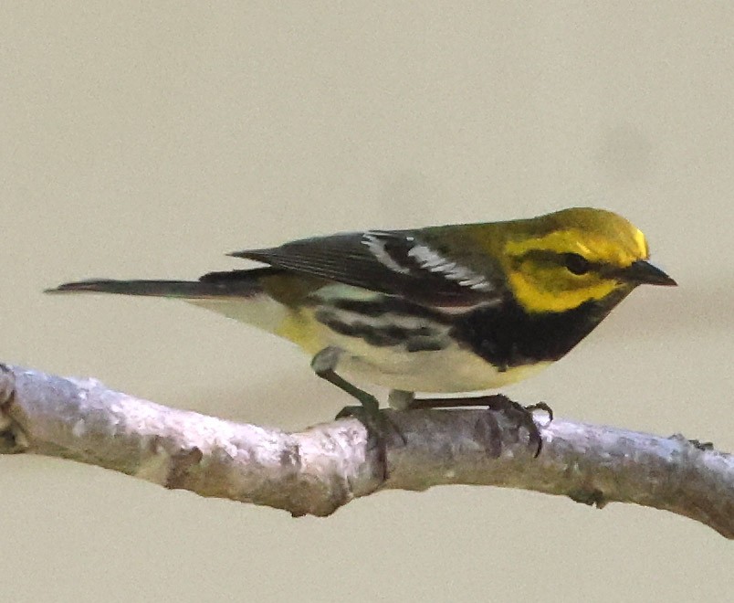 Black-throated Green Warbler - ML635066557