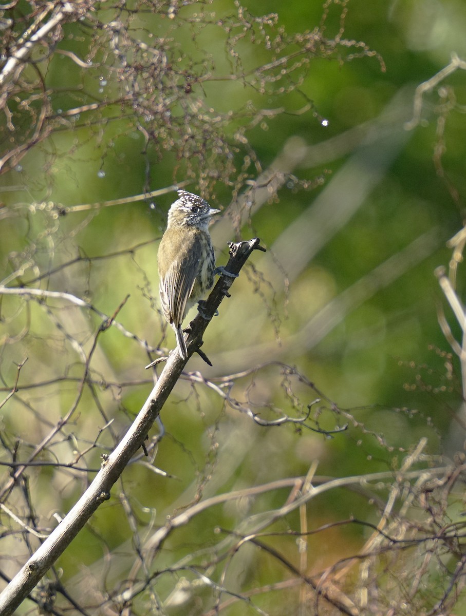 Mottled Piculet - ML635066607