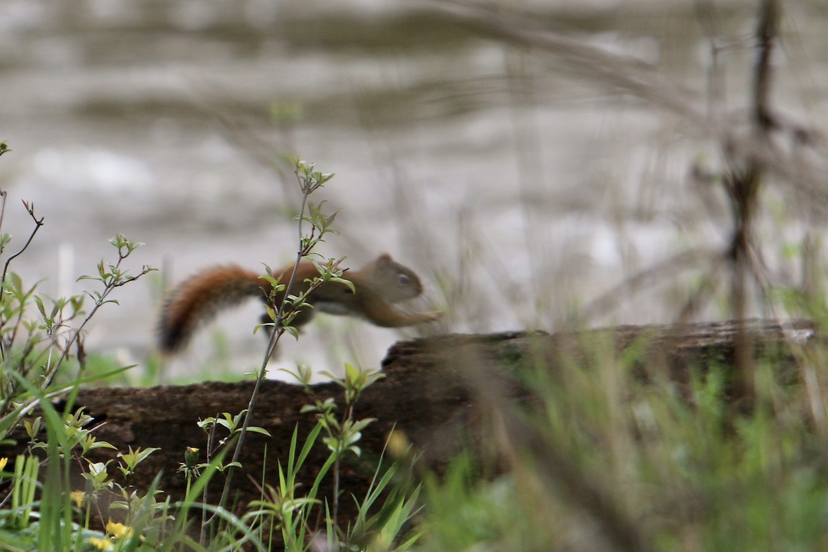 Animals - ML635066630