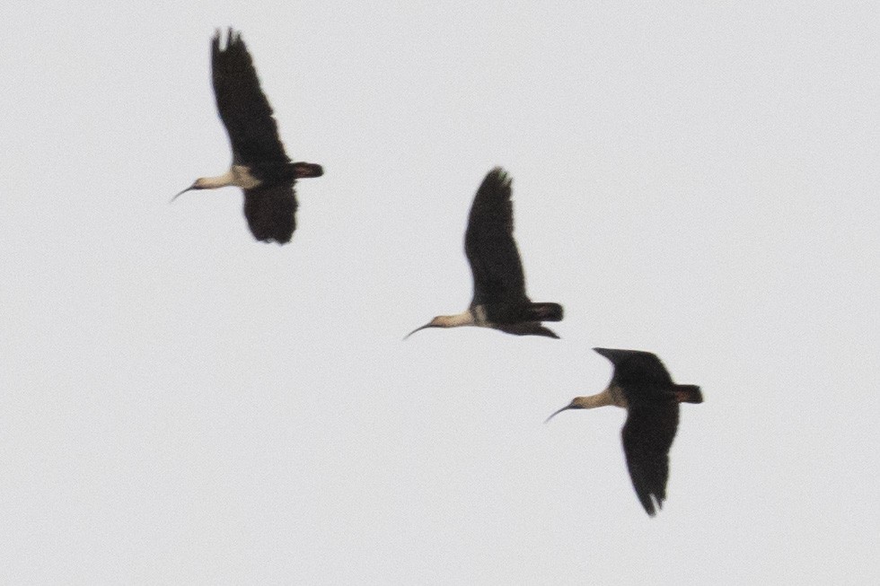Black-faced Ibis - ML635066648