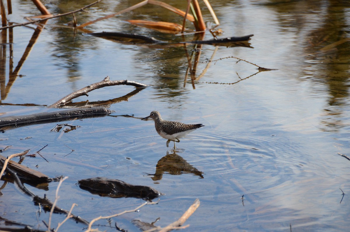 Solitary Sandpiper - ML635066651
