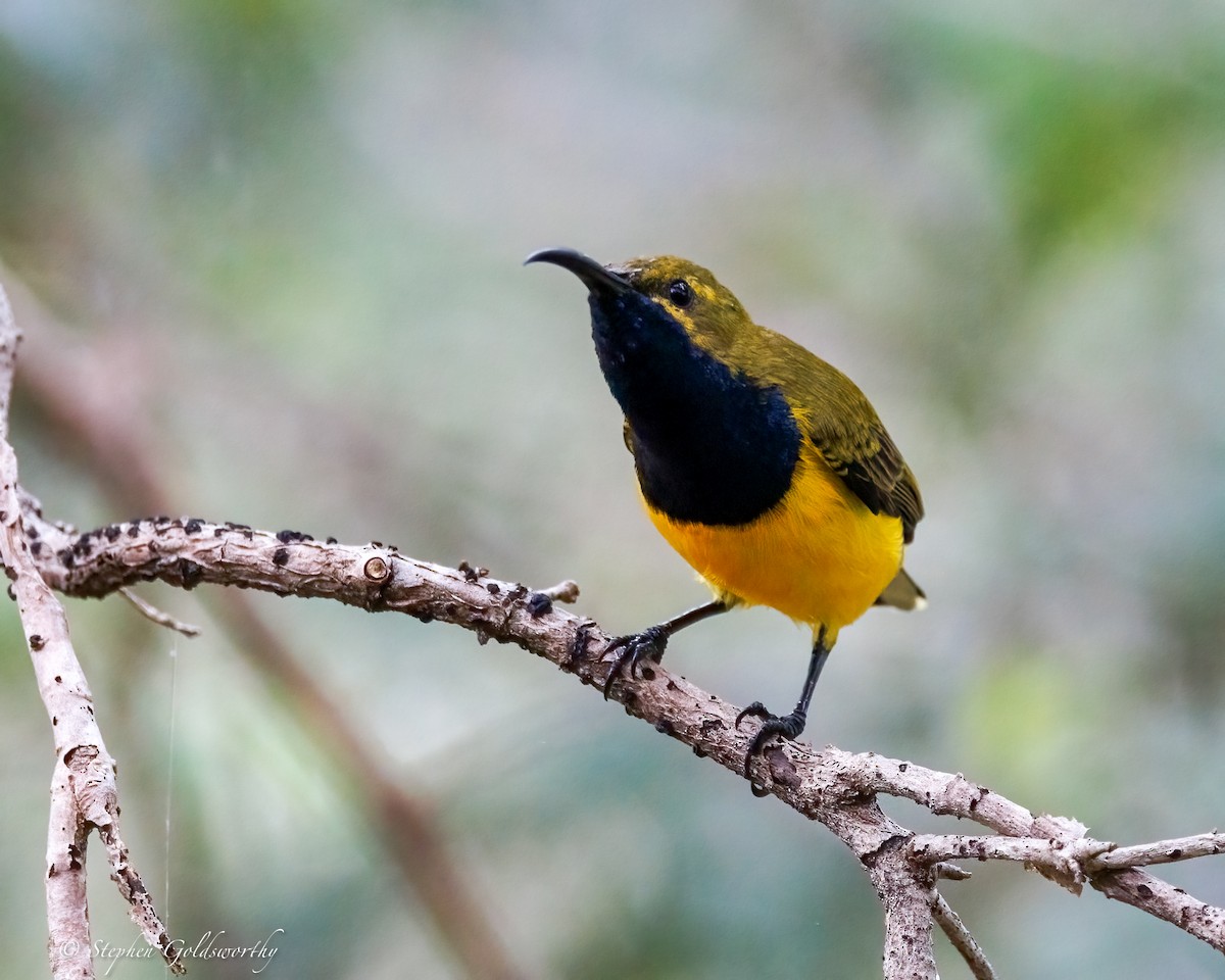 Sahul Sunbird - ML635066746