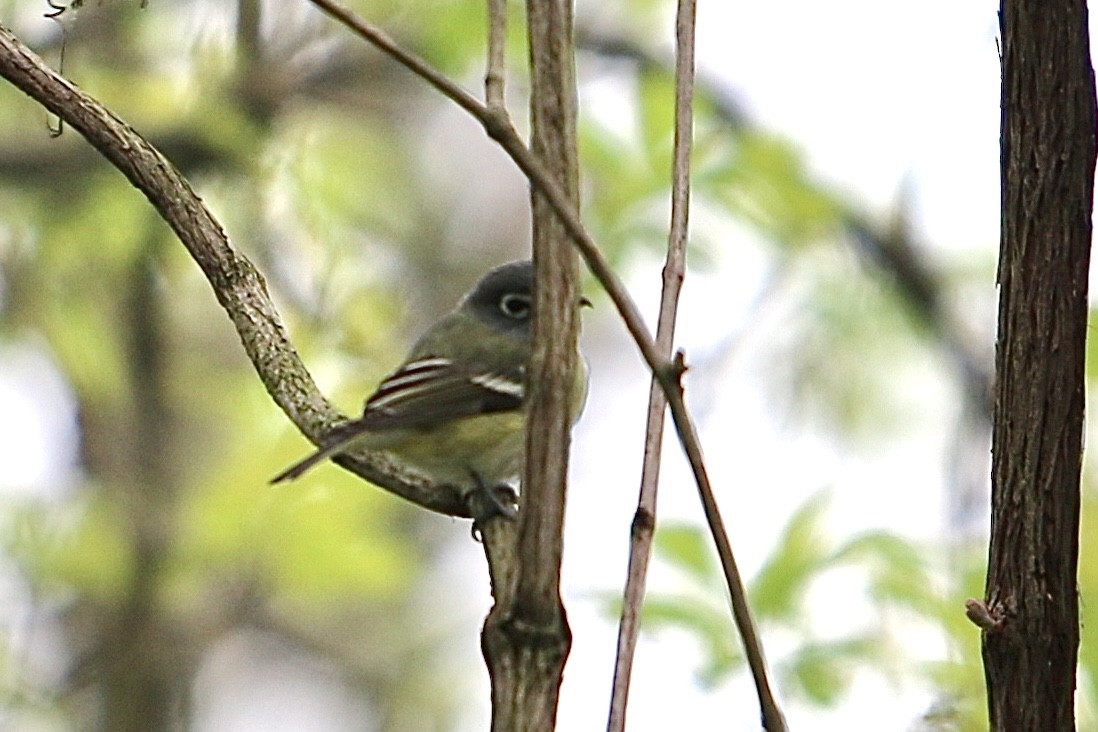 Blue-headed Vireo - ML635066758