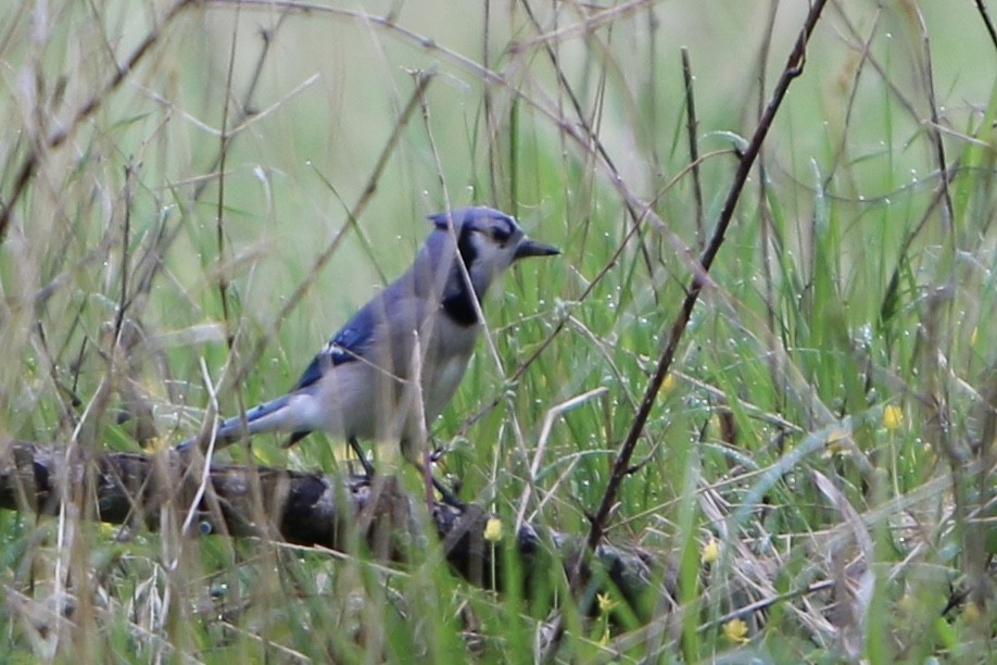 Blue Jay - ML635066806