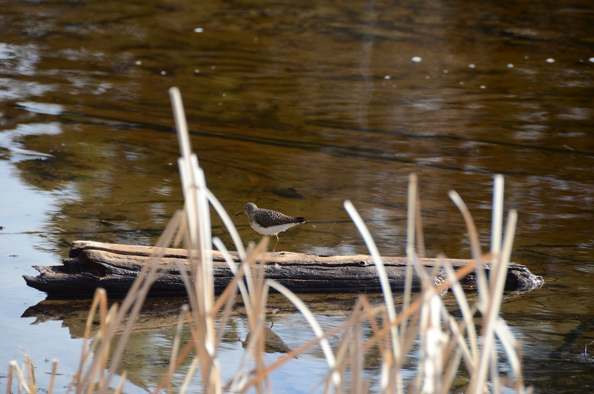 Solitary Sandpiper - ML635066817