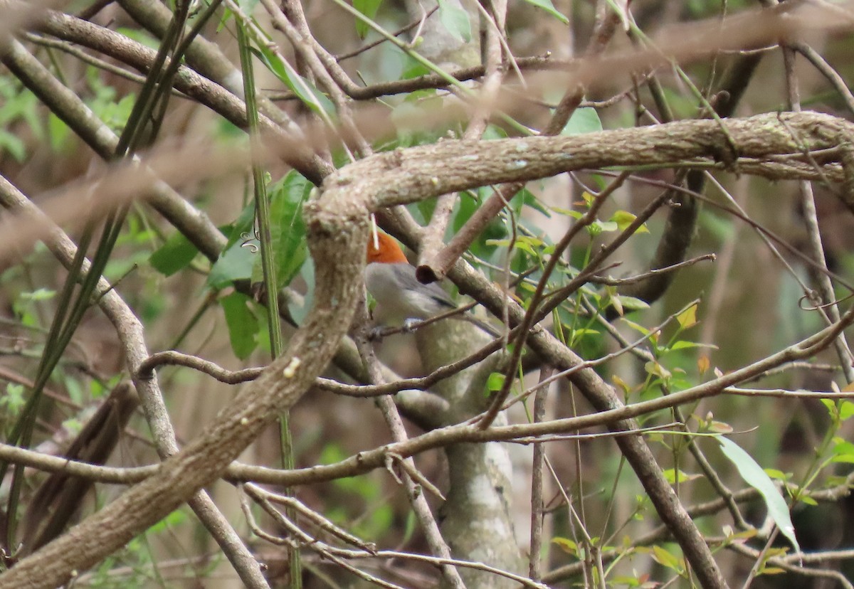 Fulvous-headed Tanager - ML635066826