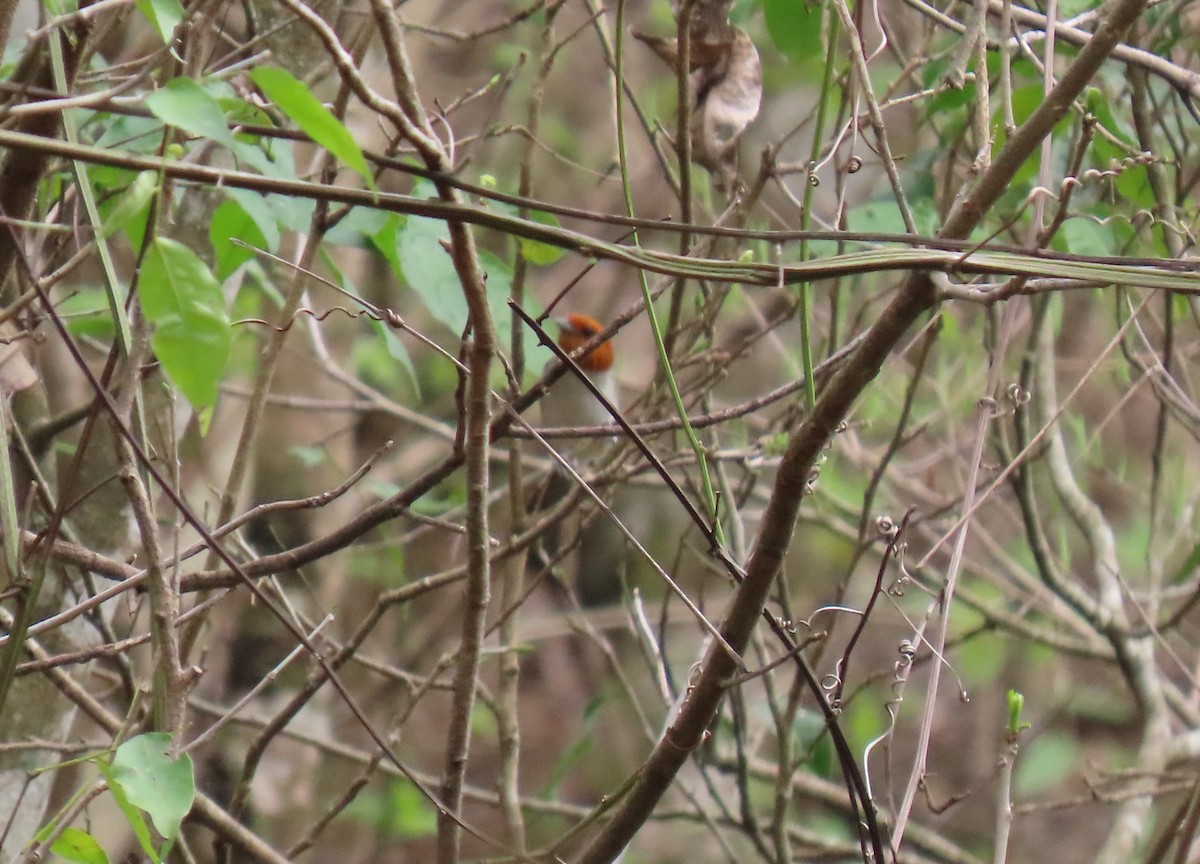 Fulvous-headed Tanager - ML635066827