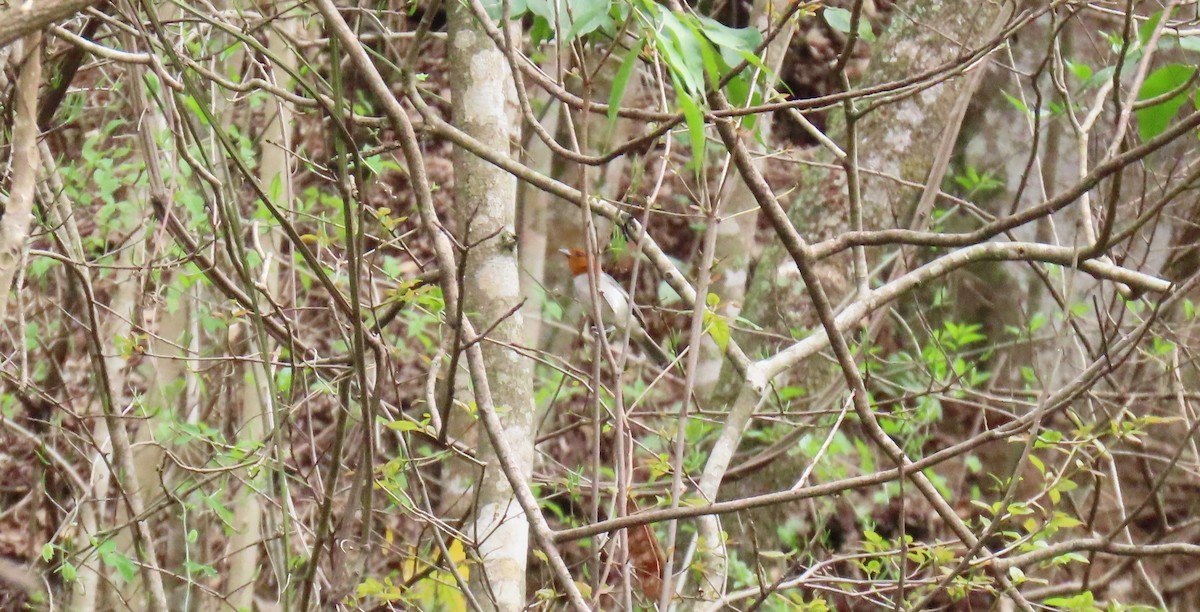 Fulvous-headed Tanager - ML635066828