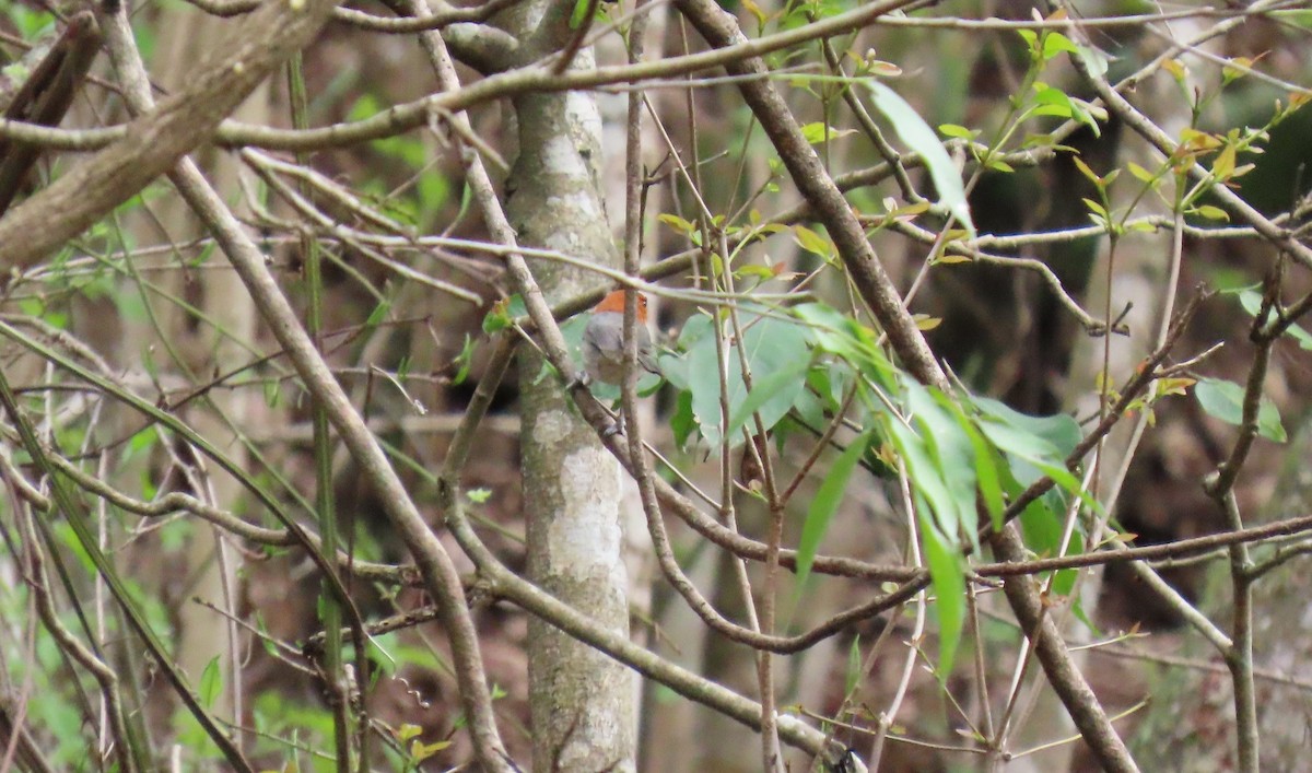 Fulvous-headed Tanager - ML635066832