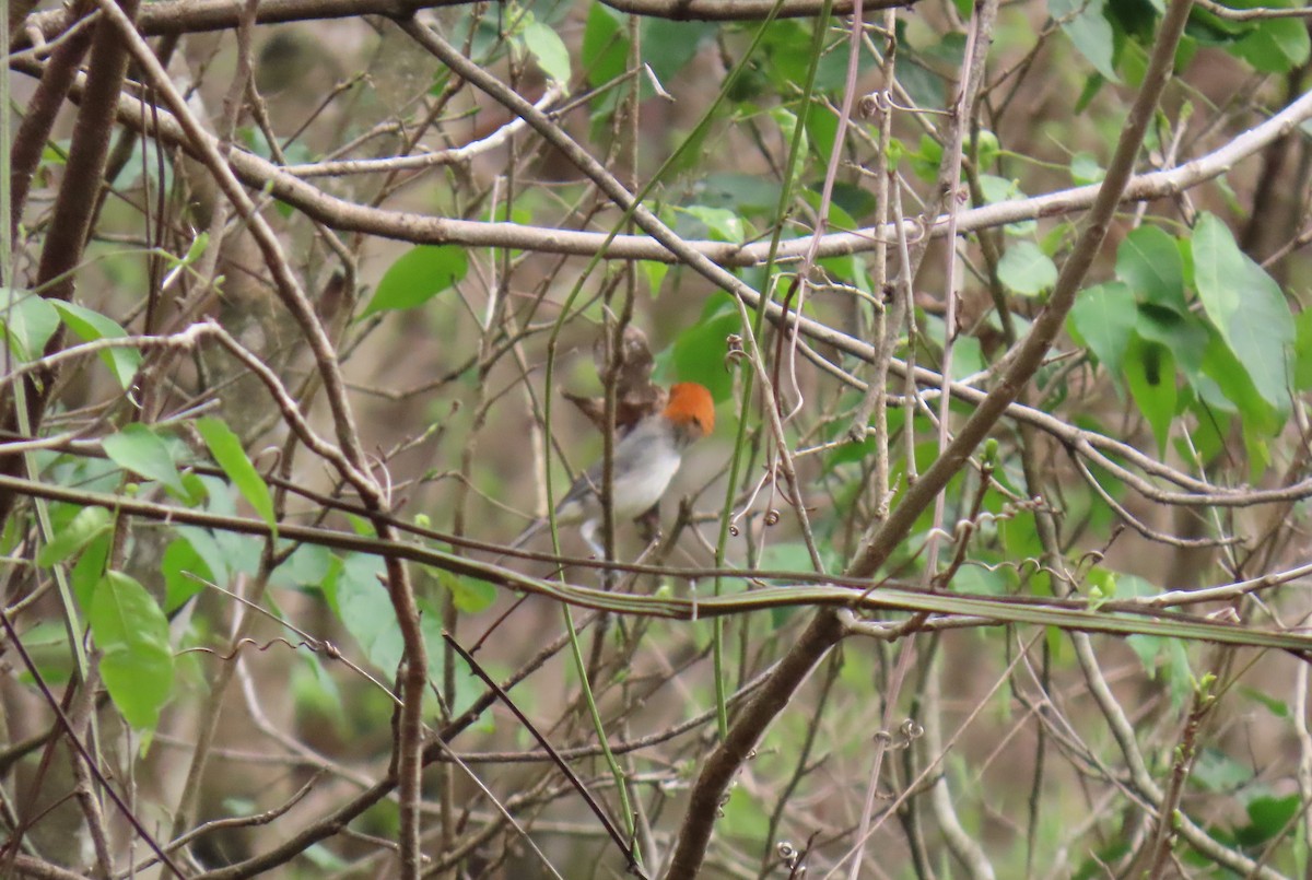 Fulvous-headed Tanager - ML635066833