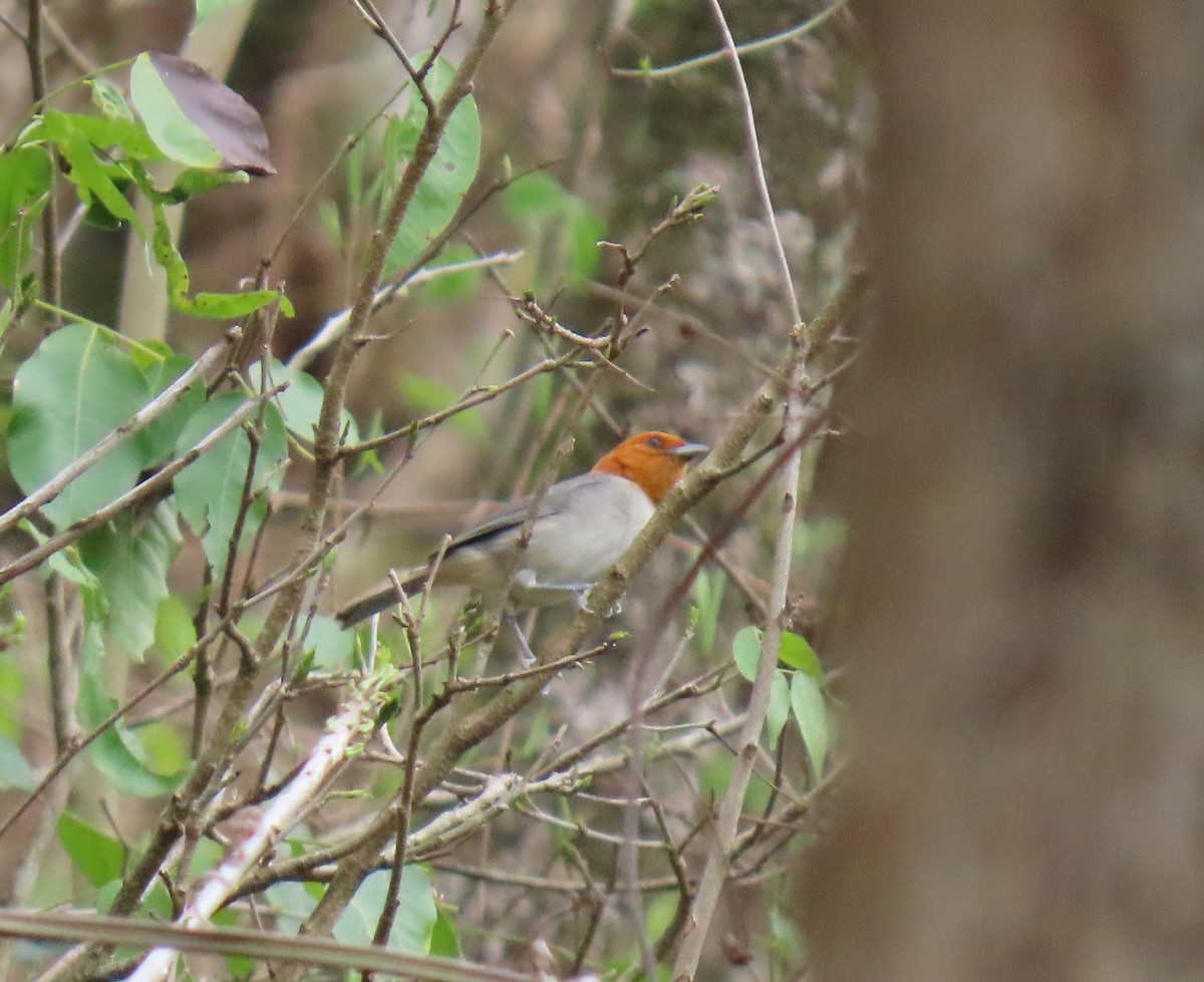 Fulvous-headed Tanager - ML635066838