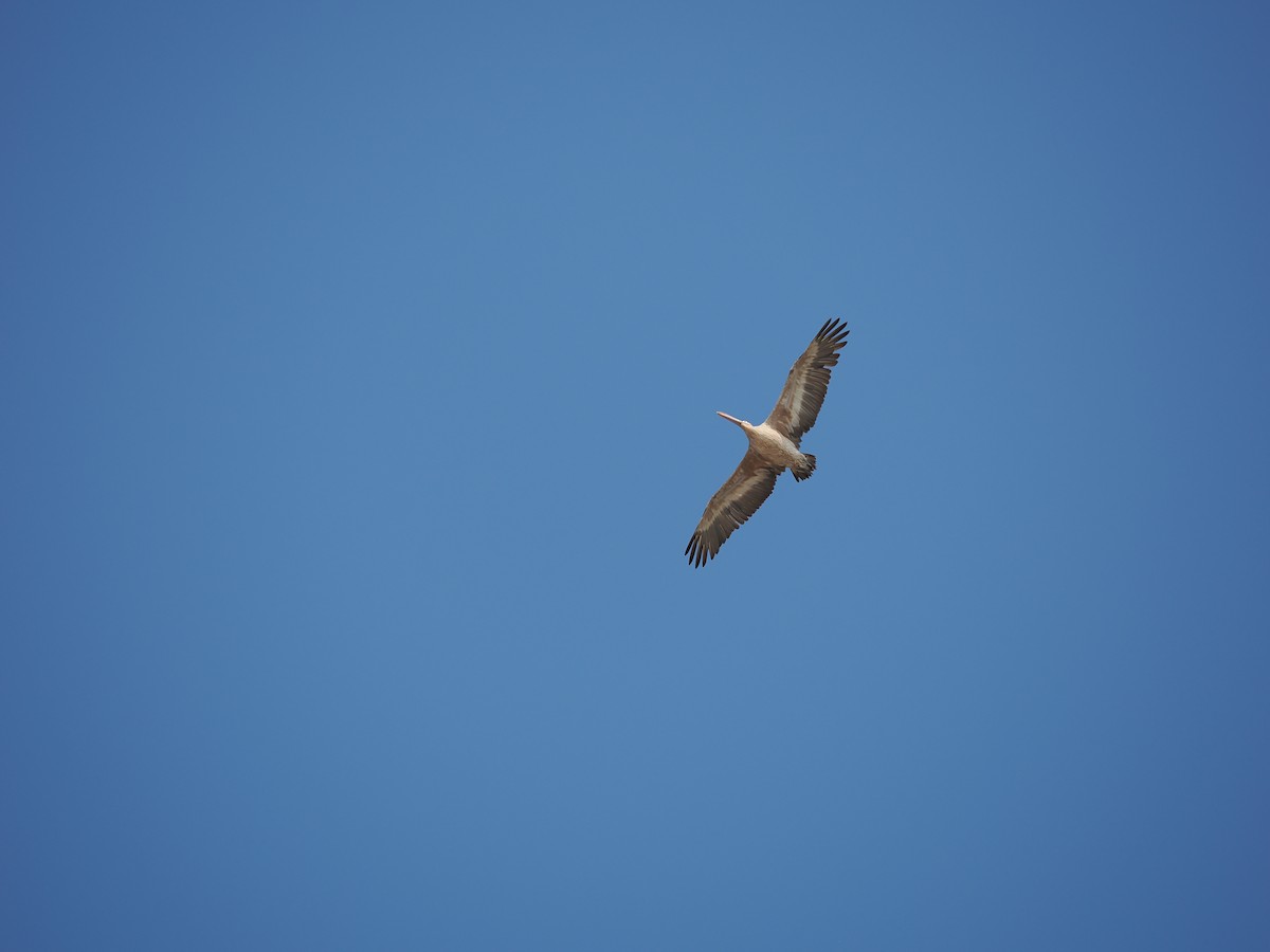 Spot-billed Pelican - ML635066855
