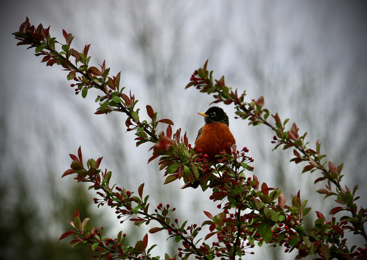 American Robin - ML635066889