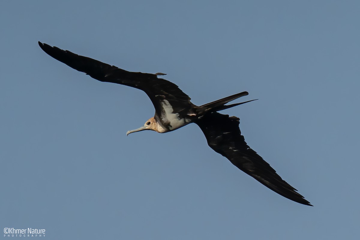 Christmas Island Frigatebird - ML635066898