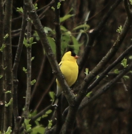 American Goldfinch - ML635066906
