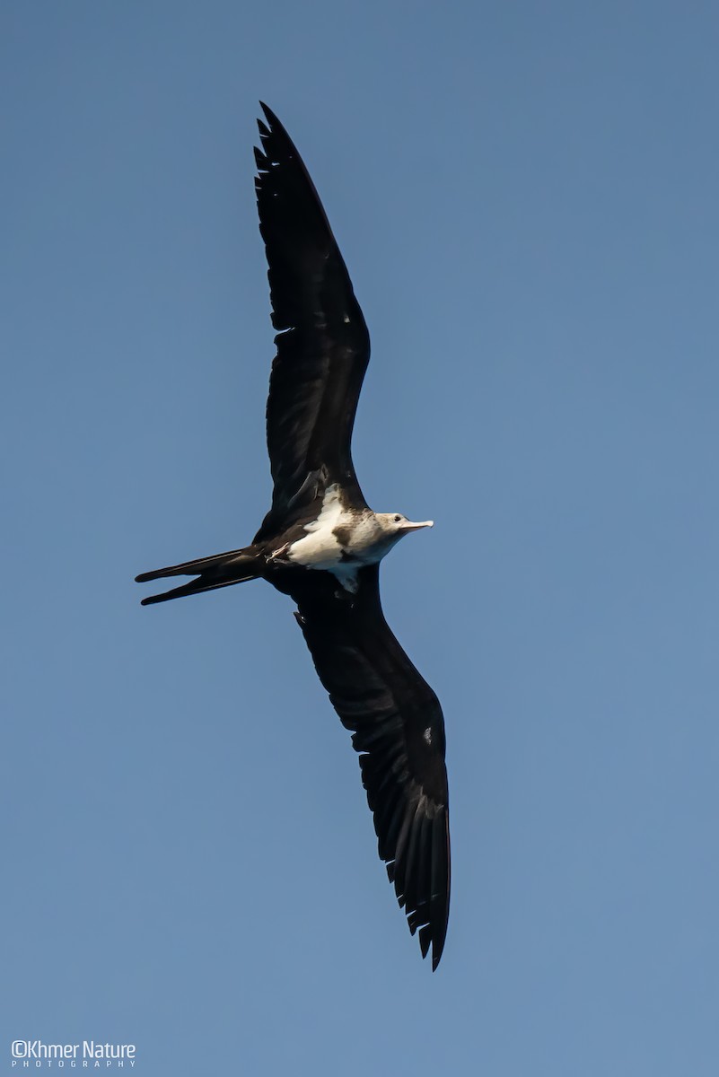 Lesser Frigatebird - ML635066908