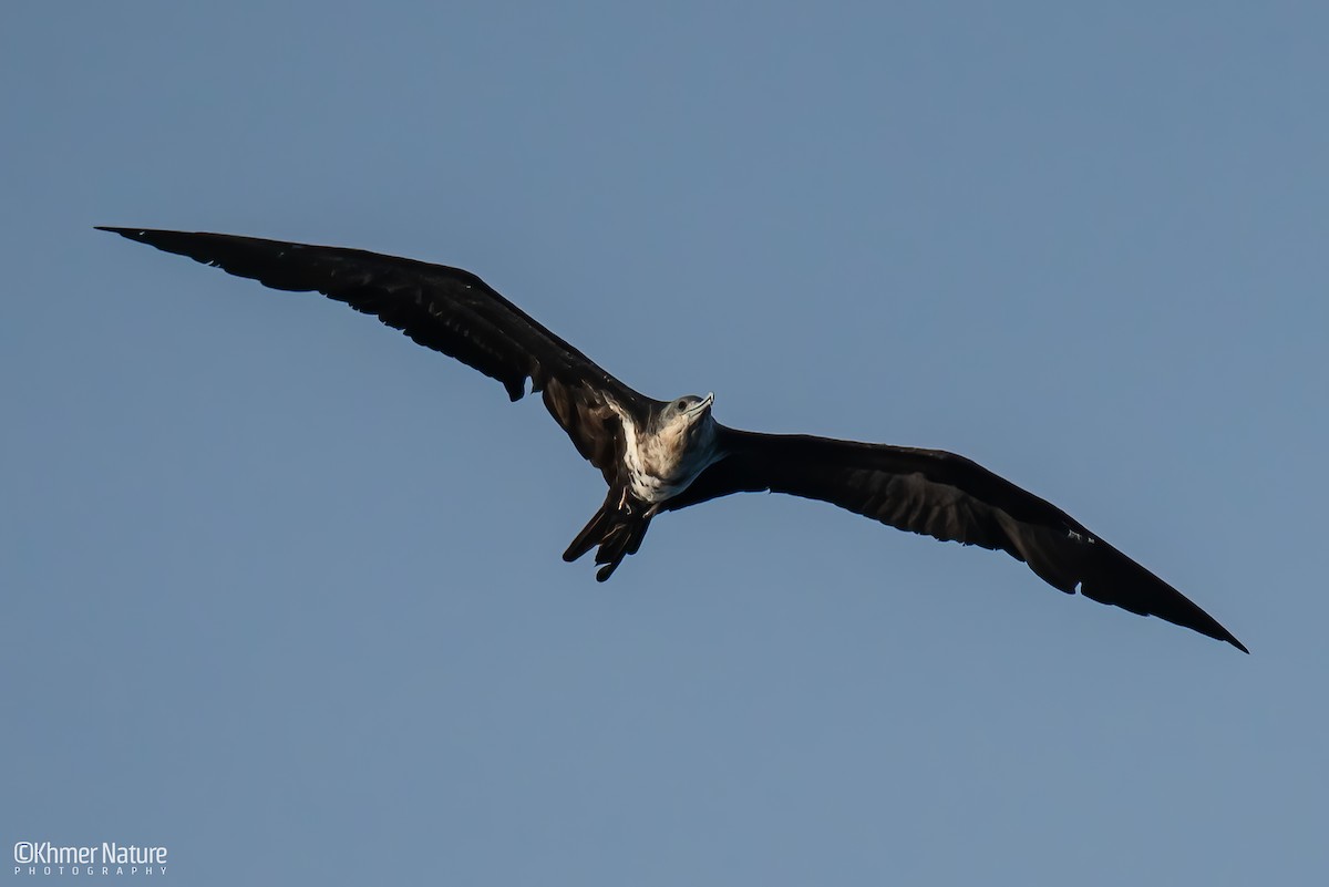 Lesser Frigatebird - ML635066909