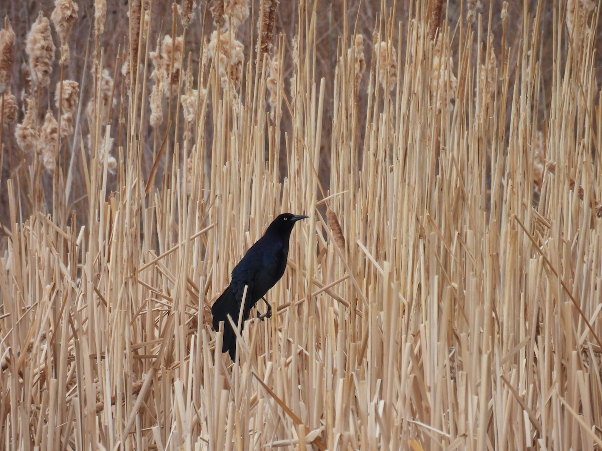Great-tailed Grackle - ML635066922
